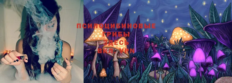 Галлюциногенные грибы Psilocybine cubensis  Наволоки 